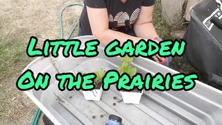 How to Transfer Plants from Soil to Hydroponics - Tomatoes, Strawberries & Watermelon
