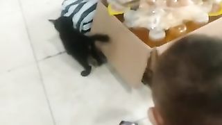 Funny, Baby vs Kitten