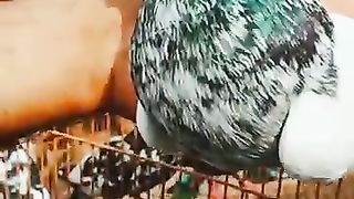 Rare breed of high flyer pigeon