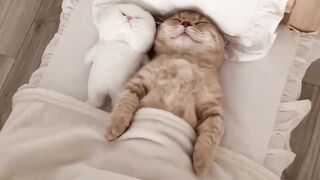 Cat world ????
