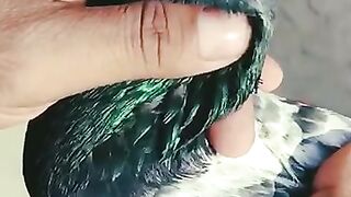 Pure teddy kabutar|teddy pigeons #pigeons