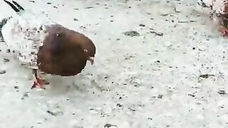 Ambersara kabutar|apmbersira pigeon