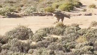 Cheetah 4
