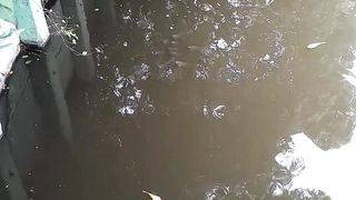 Ikan nila (mujaher)