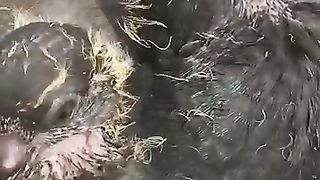 Shahjahanpuri kabutar chicks ❤️