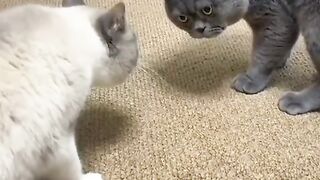 Funny cats