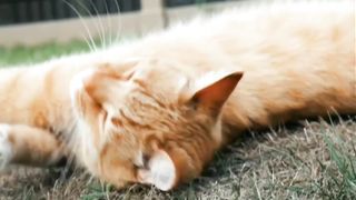 Best of funny animals videos 2