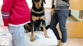 cute and smart dog