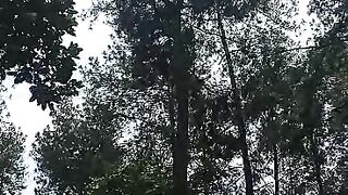 Pemandangan Pohon