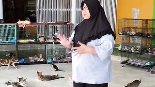 Rumah singgah kucing ibu dita