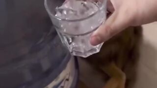 Enjoy with Funniest Cats and Dogs Video???????? #shorts