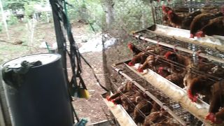 laying hen farm