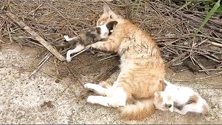 Кошку с котятами бросили одних на сельской дороге на произвол судьбы #shorts