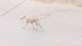 Astray Dog