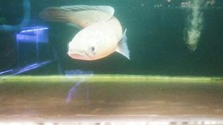 Fish chana