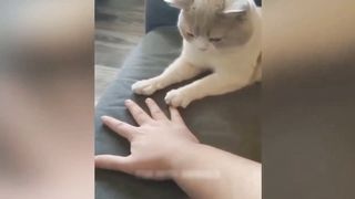 Funny Cat Compilation 2