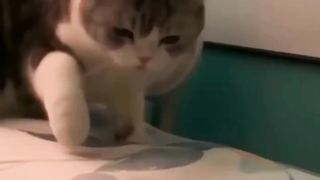 Funny Animal 10