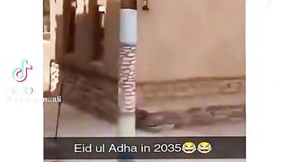 Funny video spot me bhai log 218