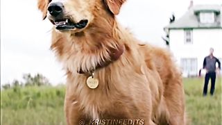 A Dog's Purpose 2017