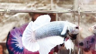 Betta fish 2