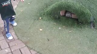 Darling chases the bunny
