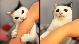 Cat Has Existential Crisis