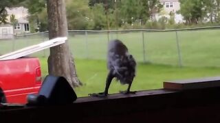 The power of music! watch a Joyful Bird Dances to Reggae Rhythms