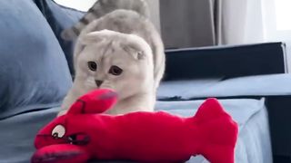 #cat #cats