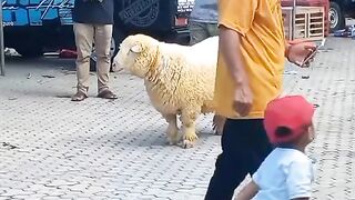 Shound the sheep is real..!