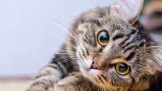 Cat funny 19