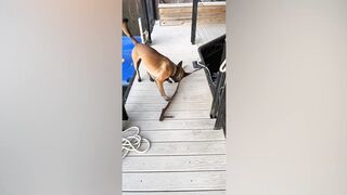 the best of the funniest and cutest Cats & Dogs videos