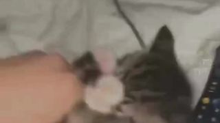 Funny Cat 31