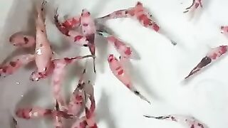 Fish to dance