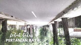 Video terbalik