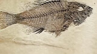 discovery of ancient animal fossils