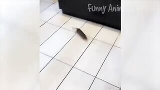Funny Animal Videos 2023 ???? - Funniest Dogs and Cats Videos ???? 17