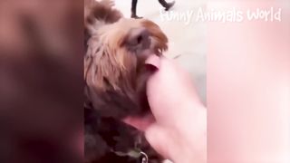 Funny Animal Videos 2023 ???? - Funniest Dogs and Cats Videos ???? 18