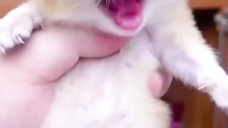 Kucing berteriak