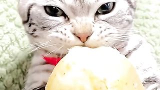 hungry cat#cat lover