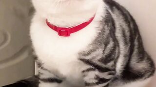 cute cat 25
