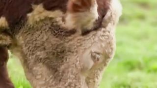 Herbivores - elephant, cow, horse, goat, giraffe - Animal sounds