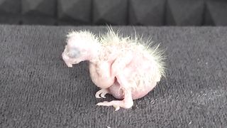 Bird growth time video