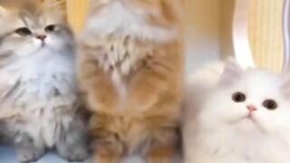 Cat Compilation #1