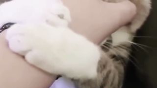 Funny animal 25