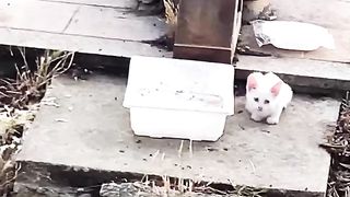 Kittens 4