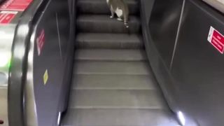 Funny Cat 32