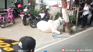 Funny moment animal 2