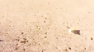Cat adventure 2