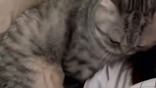 Cats cute moments