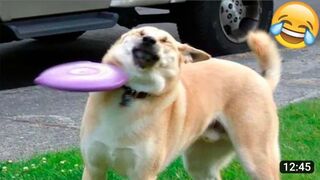 Funniest animals Best of the funny animal videos ???? Cutest animals ever.